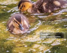 Bebek Kecil Berenang