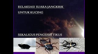 Suara Jangkrik Dan Kucing Pengusir Tikus